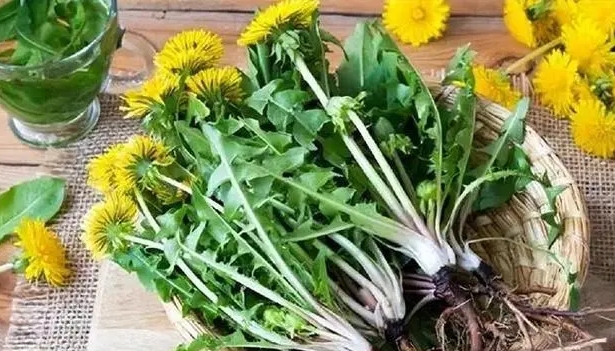 Hər gün dandelion içərkən bədəninizdə hansı dəyişiklikləri görürsünüz? Xərçəng əleyhinə üçün Dandelion ekstraktı var?