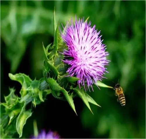 Süd thistle əsas üstünlükləri və hədəf tamaşaçıları nələrdir?