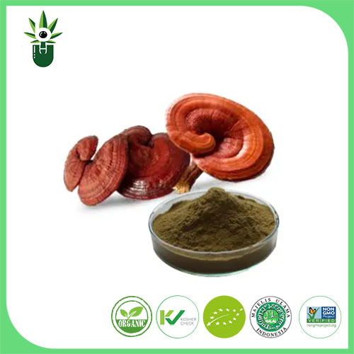 Ganoderma Lucidum ekstraktı