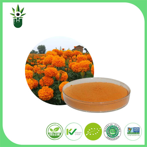 Marigold ekstraktı